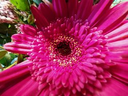 6 0,5 127 Blume rot.jpg