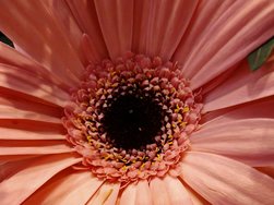 6 1 127 Blume rosa.jpg