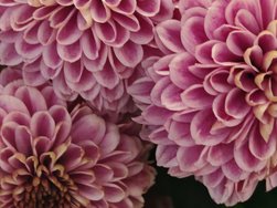 6 10 127 Blumen lila.jpg