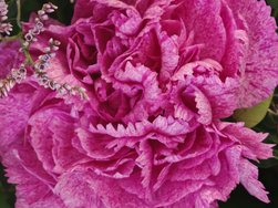 6 10 127 Blume lila.jpg