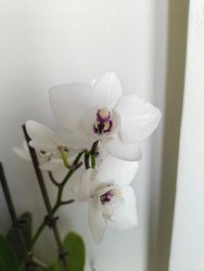 IMG_20240315_124314561.jpg