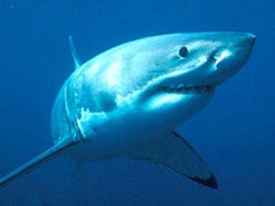 csm_350-HI_111754-Weisser-Hai-_c_-Wildlife-Pictures-Jerome-Mallefet-WWF-Canon_d44dfce55b.jpg