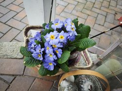 Blume-blau_14U.jpg