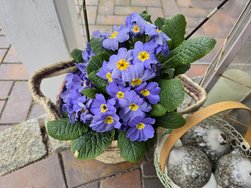 Blume-blau_24U.jpg