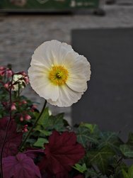 IMG_20240321_135014.jpg