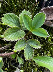 IMG_0087.jpeg