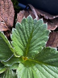 IMG_0086.jpeg