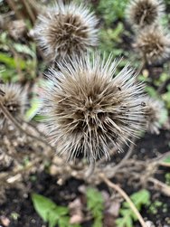 IMG_0055.jpeg