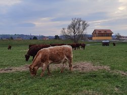IMG_20240322_171923.jpg