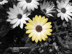 IMG_0368.jpeg