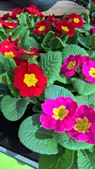 WP_20240309_12_34_09_Rich.jpg