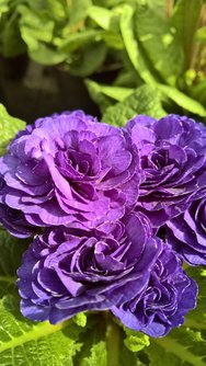 WP_20240309_12_51_51_Rich.jpg