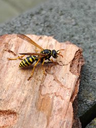 IMG_20240331_133728.jpg
