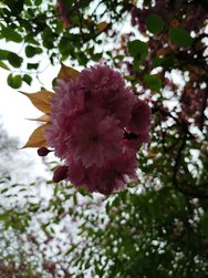 IMG_20240401_151326.jpg