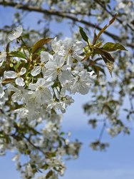 Blüten Xiaomi 14.jpg