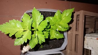 IMG_20240408_213552.jpg