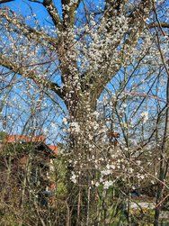05.Honor-IMG_20240306.jpg