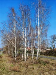 07.Honor-IMG_20240306.jpg