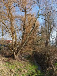 09.Honor-IMG_20240306.jpg