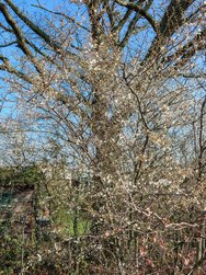 11.Honor-IMG_20240306.jpg
