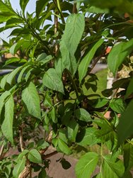 13.Gcam-AGC_20240409_093609291_Gcam.jpg