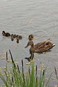 Enten mit Junge Xiaomi 14.jpg