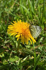 Schmetterling.jpg