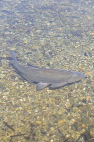 Fisch.jpg