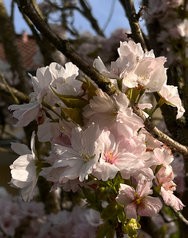 IMG_1857.jpeg