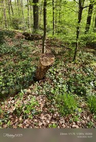 IMG_20240414_162938.jpg