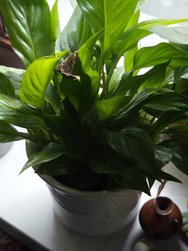 IMG_20240419_162636.jpg