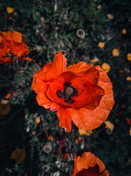 IMG_1476.jpeg