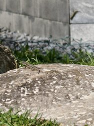 IMG_20240406_151107.jpg