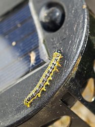 IMG_20240426_181257.jpg