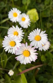 IMG_2315.jpeg