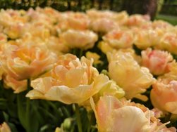 IMG_20240427_122934.jpg