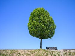 baum.jpg