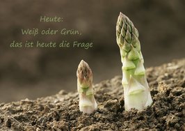 Spargelfrage.jpg
