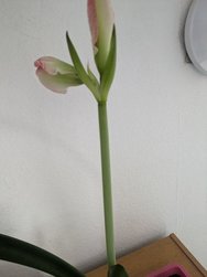PXL_20240516_163037400.jpg