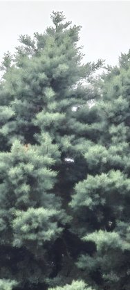 IMG_20240519_081405.jpg