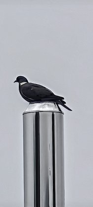 IMG_20240519_085327.jpg