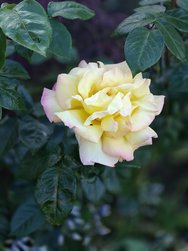 IMG20240520184641.jpg