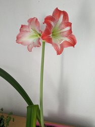 PXL_20240524_074239527.jpg