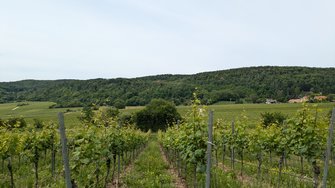 PXL_20240526_110045239.jpg