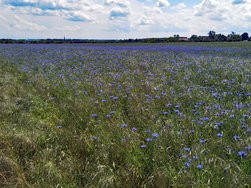IMG_20240520_132956.jpg