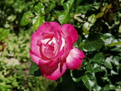 IMG_20240511_123012.jpg