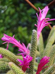 IMG_20240527_085950.jpg