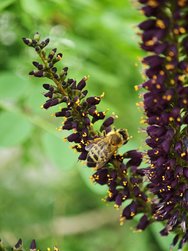 IMG_20240527_161840.jpg