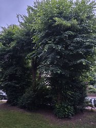 IMG_20240527_212110.jpg