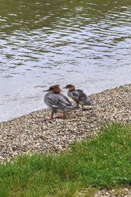 Gänsesäger und junges Huawei Pura 70.jpg